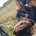 Prokupački vatrogasci uz pomoć meštana spasili kravu iz poljskog bunara