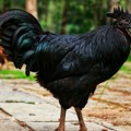 "Lamborgini" među kokoškama: U Subotici žive retke rase živine iz celog sveta, evo i kod koga