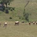 Stočari da pripreme objekte za zimu: Štale detaljno očistiti, oprati i dezinfikovati