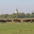 Povećanje stočnog fonda treba da bude prioritet Nauka mora pomoći da stočarstvo stane na noge