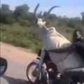 (VIDEO) Nestvarna scena od koje ćete plakati od smeha: Mladić provozao kravu na motoru