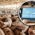 U Hrvatskoj gaje "digitalne" svinje: Ulagač ne ustaje u cik zore i nema farmu, a posle dve i po godine dobije 100 kilograma…