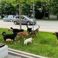 Napušteni psi svakodnevni problem u Leskovcu, iz ZOO higijene kažu da su većinom vlasnički