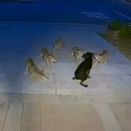 Brutalni napad usred grada! Crni labrador pobedio čopor kojota, borba trajala 45 minuta, evo snimka