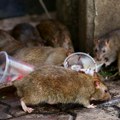 Epidemija leptospiroze u Sarajevu, 5 hospitalizovanih: Specijalista objasnio kakva je bolest i kako je izbeći
