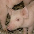 Krave skuplje nego ikad, prasad na minimumu Velike promene na stočnom tržištu