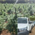 (Foto) otkrivena najveća plantaža marihuane u Crnoj Gori Zaplenjeno preko 13.000 stabljika kanabisa, lisice za dvojicu