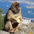 Brza hrana poremetila stomake majmuna – makaki na Gibraltaru spas našli u zemlji