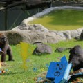 Gorile, pume, žirafe u meksičkom zoo vrtu prognozirale rezultate na Mundijalu