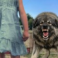 Prišla porodičnom šarplanincu, on je krvnički izujedao! Devojčica (8) teško povređena u Mladenovcu