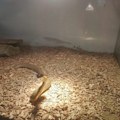 FOTO Pogledajte kako izgleda najotrovnija kopnena zmija na svetu