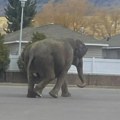 Slonica Viola pobegla iz cirkusa u Montani, pa se prošetala gradom