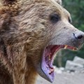 Medved "upao" na sahranu u Rumuniji: Ožalošćena povorka vrištala od užasa, za dlaku izbegnuta tragedija