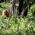 Kina pravi veliku bazu podataka sastojaka lekovitog bilja