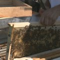 Urbano pčelarstvo postaje sve popularnije u Beogradu - kakav je kvalitet meda koji se pravi na krovovima zgrada?