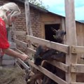 Tradiciju pretvorila u preduzetništvo, do prvih koza uz subvencije Opštine Čajetina (VIDEO)
