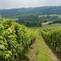 Globalna proizvodnja vina ostaje ispod proseka treću godinu zaredom