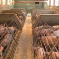 Afrička kuga svinja ponovo u Bogatiću, sumnja na zarazu i u Badovincima