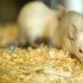 Laboratorijske životinje u Srbiji: 'I dalje su nezamenljive za eksperimente'