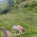 Žice pale sa dotrajale bandere i pobile stoku