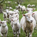 Iz Srbije ka Izraelu krenulo 6.000 jagnjadi - Nova isporuka dogovorena za decembar