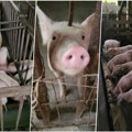 Zaraza se širi Srbijom: Afrička kuga svinja stigla u Mačvu, prvi slučaj registrovan u opštini Bogatić!