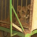 Pronađeno mladunče lava na putu u Subotici