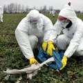 Uprava za veterinu o uginulim labudovima u Borči: Apel građanima da ne diraju mrtve ptice