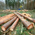 Zabrana prometa nezakonito posečenog drveta, uvodi se sistem kontrole porekla: Novine Zakona o stavljanju na tržište drveta i…
