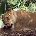 Danski zoo-vrt: Donirajte neželjene ljubimce da budu obroci risevima, lavovima i tigrovima