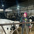 Važno za stočare: Država deli pare za tov, prijave kreću danas - evo ko sve ima pravo