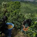 Porast berzanskih cena kafe i kakaoa zbog bojazni od klimatskih poremećaja