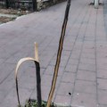 Kome smeta mladica ispred Muzičke škole