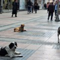 Alarmantno u Nišu: Otkrivena mračna tajna čopora na ulicama! Sumnja se da neko noću tajno dovozi pse u grad!