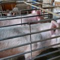 Petrović: Do danas potvrđeno 2.238 slučajeva afričke kuge svinja