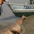 Životinje i Amazonija: Šokantne fotografije mrtvih delfina tokom teške suše