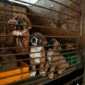 Južna Koreja usvojila zakon o zabrani trgovine psećim mesom