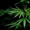 Nemački parlament odobrio legalizaciju ograničenog posedovanja marihuane