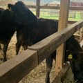 Zalogaj mesa zlata vredan: Skupocene japanske vagju krave stigle u Srbiju