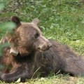 Povećan broj medveda na Tari