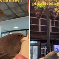 Комша је слетео Радету на раме и приредио му ноћ за памћење! Невероватна прича стиже из самог срца Београда