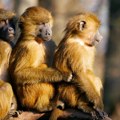 Likvidacija u nirbnbergu Zoološki vrt usmrtio 12 babuna zbog manjka prostora