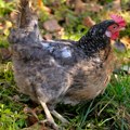 Ovo je najstarija kokoška na svetu: Ima 14 godina i ušla je u Ginisovu knjigu rekorda, na dan snimanja desilo se čudo (video)…