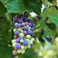 Vršački Grožđebal u znaku vina, ekologije i humanosti