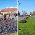 Pri kraju izgradnja Bulevara Vuka KARADžIĆA u Rumi Klupe i stotinu sadnica za moderan izgled