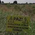 Zbog afričke kuge pojačane kontrole i stroge mere u šumama i lovištima: Evo gde je još proglašena vanredna situacija