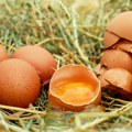 Hrvati i Grci jedu najskuplja jaja u Evropskoj uniji