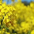 Zahlađenje sa snegom pogodovalo usevu uljane repice, slede bitni poslovi za proizvođače (AUDIO)