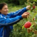 Sezona ovih poslova je već krenula: Dnevnice su paprene, a mahom ih stranci obavljaju! Turinski analizira šta ne odgovara…
