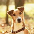 Znate li zašto psi naginju glavu u stranu kad im se obraćate? Veterinar otkriva 3 logična razloga